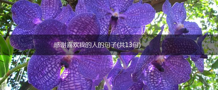 感谢喜欢我的人的句子(共13句),第1张