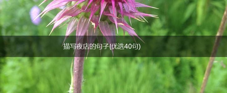描写夜店的句子(优选40句),第1张