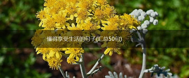 懂得享受生活的句子(汇总50句),第1张