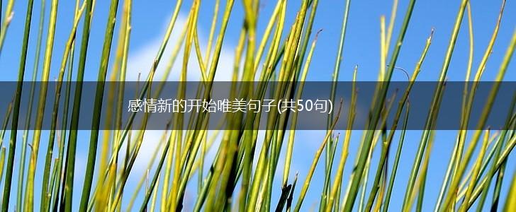 感情新的开始唯美句子(共50句),第1张