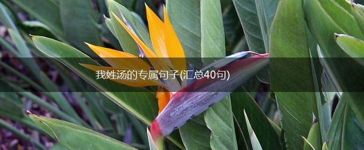 我姓汤的专属句子(汇总40句),第1张