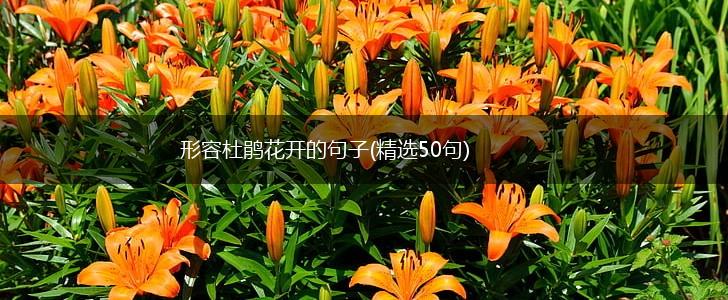 形容杜鹃花开的句子(精选50句),第1张
