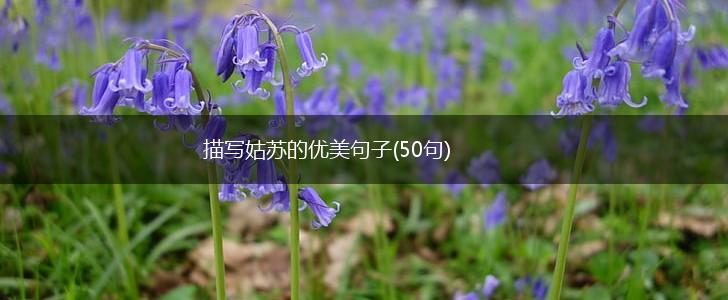 描写姑苏的优美句子(50句),第1张
