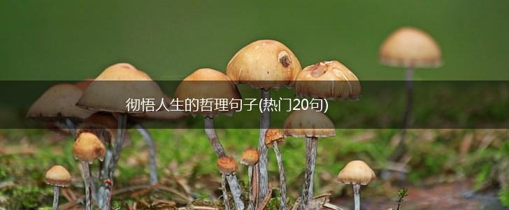 彻悟人生的哲理句子(热门20句),第1张