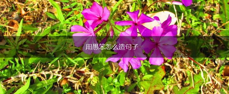 用愚笨怎么造句子,第1张 用愚笨怎么造句子,第1张