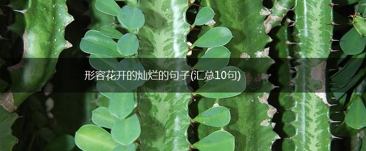 形容花开的灿烂的句子(汇总10句),第1张