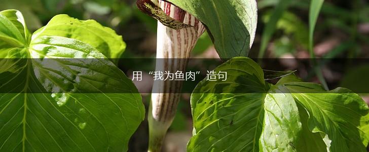 用“我为鱼肉”造句,第1张 用“我为鱼肉”造句,第1张