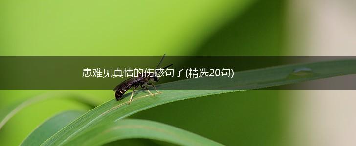患难见真情的伤感句子(精选20句),第1张