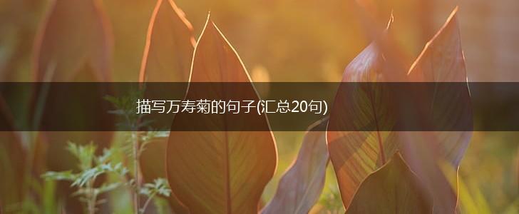 描写万寿菊的句子(汇总20句),第1张
