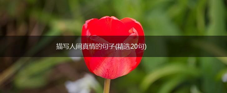 描写人间真情的句子(精选20句),第1张