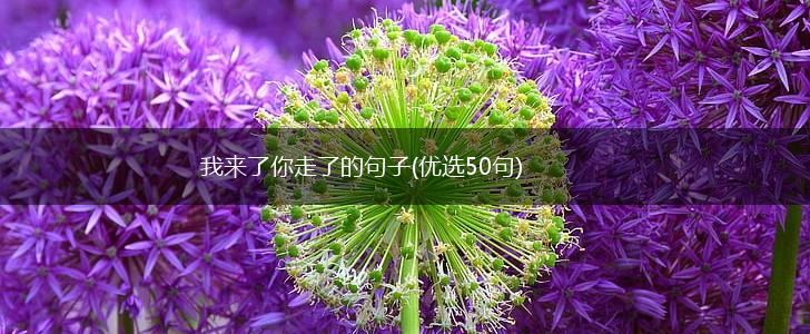 我来了你走了的句子(优选50句),第1张