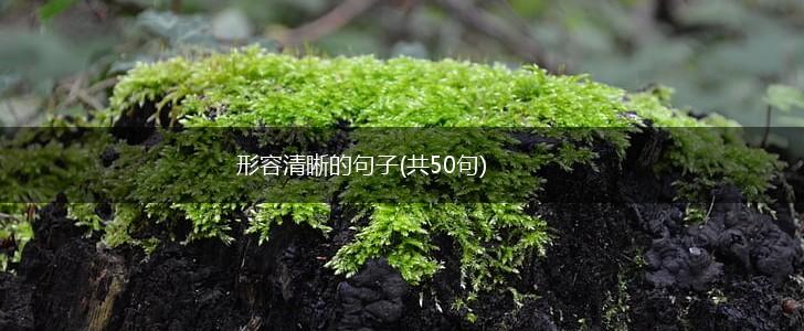 形容清晰的句子(共50句),第1张