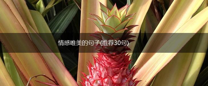 情感唯美的句子(推荐30句),第1张