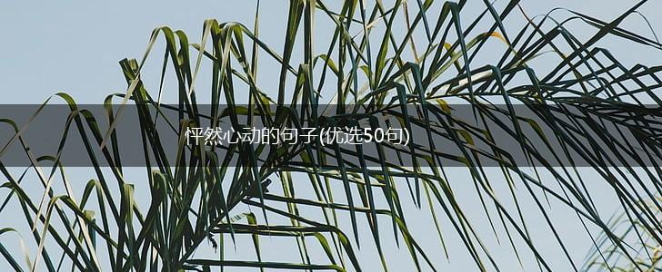 怦然心动的句子(优选50句),第1张