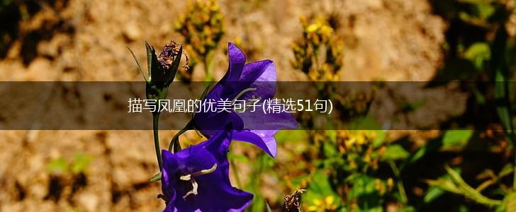 描写凤凰的优美句子(精选51句),第1张