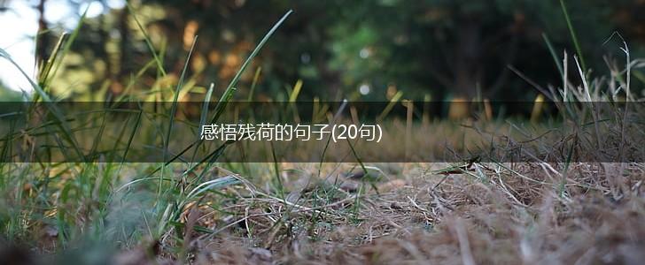 感悟残荷的句子(20句),第1张