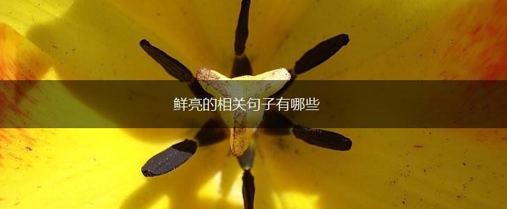 鲜亮的相关句子有哪些,第1张