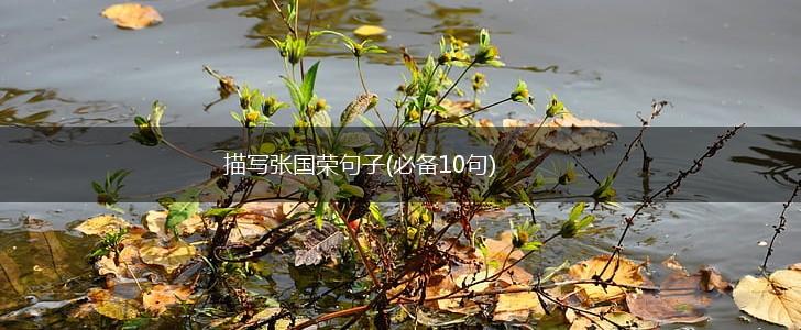 描写张国荣句子(必备10句),第1张