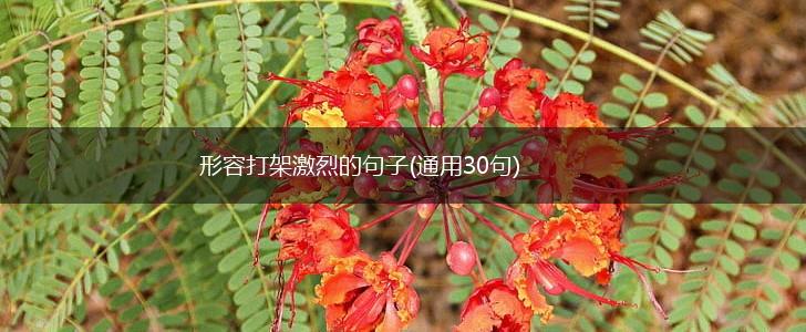 形容打架激烈的句子(通用30句),第1张