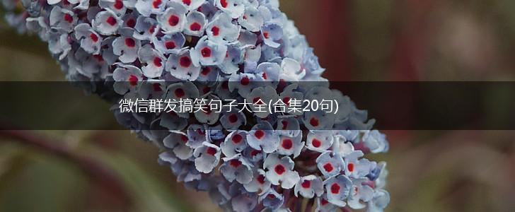 微信群发搞笑句子大全(合集20句),第1张
