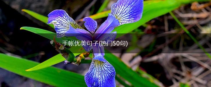 手帐优美句子(热门50句),第1张