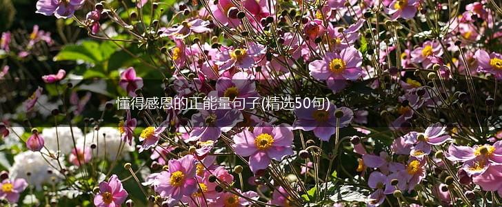 懂得感恩的正能量句子(精选50句),第1张