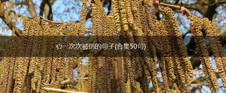 心一次次被伤的句子(合集50句),第1张