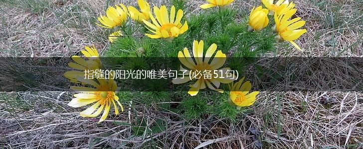 指缝的阳光的唯美句子(必备51句),第1张