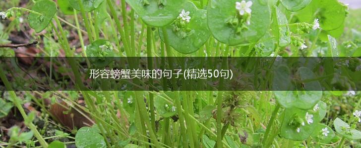 形容螃蟹美味的句子(精选50句),第1张