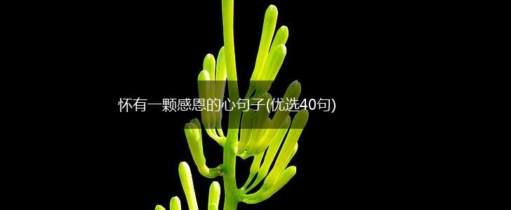 怀有一颗感恩的心句子(优选40句),第1张