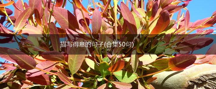 描写得意的句子(合集50句),第1张