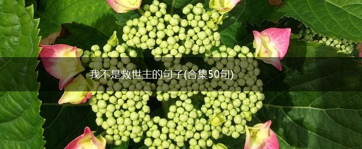 我不是救世主的句子(合集50句),第1张
