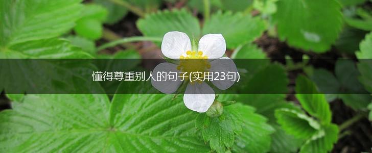 懂得尊重别人的句子(实用23句),第1张