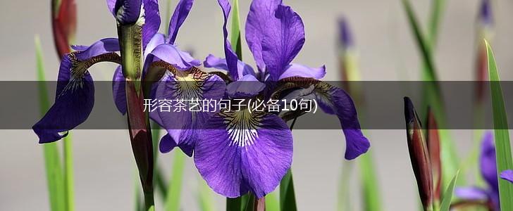 形容茶艺的句子(必备10句),第1张
