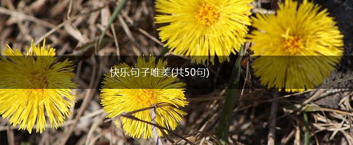 快乐句子唯美(共50句),第1张