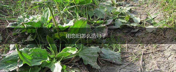 用恋旧怎么造句子,第1张 用恋旧怎么造句子,第1张