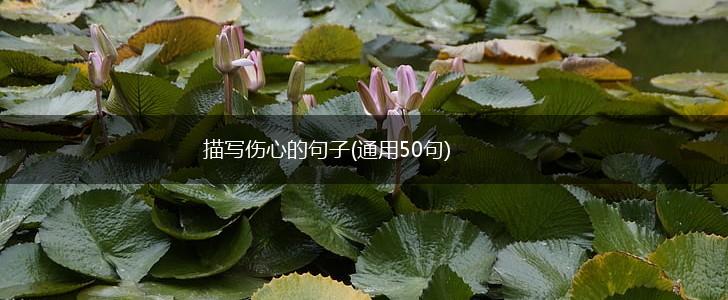 描写伤心的句子(通用50句),第1张