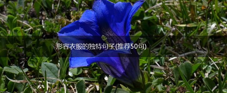 形容衣服的独特句子(推荐50句),第1张