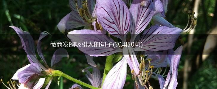微商发圈吸引人的句子(实用50句),第1张