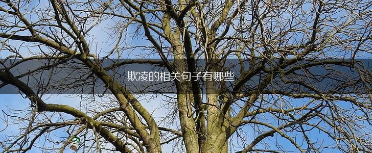 欺凌的相关句子有哪些,第1张 欺凌的相关句子有哪些,第1张
