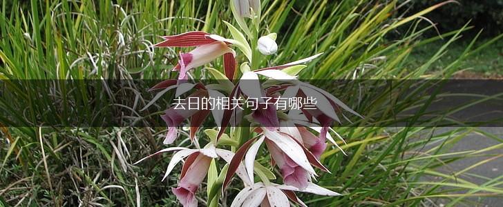 去日的相关句子有哪些,第1张 去日的相关句子有哪些,第1张