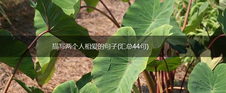 描写两个人相爱的句子(汇总44句),第1张