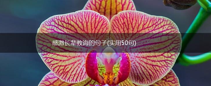 感激长辈教诲的句子(实用50句),第1张
