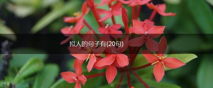 拟人的句子有(20句),第1张