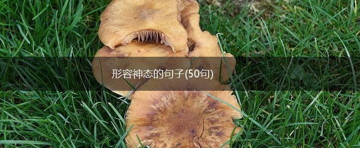 形容神态的句子(50句),第1张