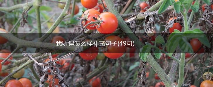 我听得怎么样补充句子(49句),第1张