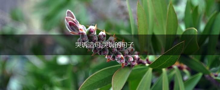 哭诉造句,哭诉的句子,第1张 哭诉造句,哭诉的句子,第1张