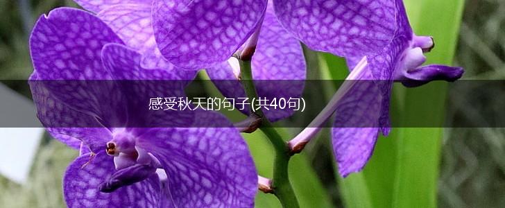 感受秋天的句子(共40句),第1张