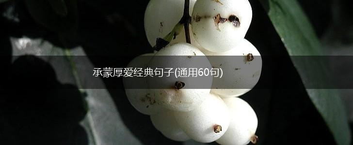 承蒙厚爱经典句子(通用60句),第1张