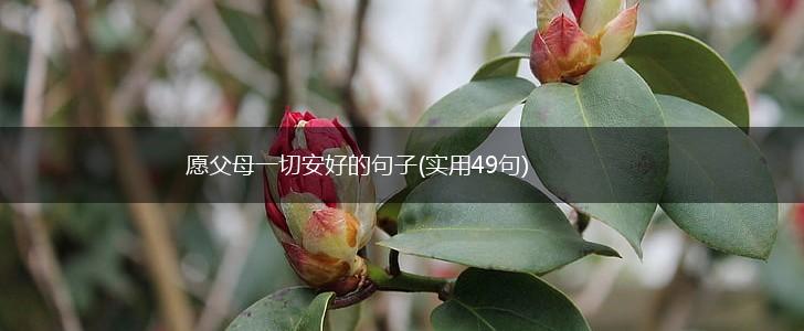 愿父母一切安好的句子(实用49句),第1张